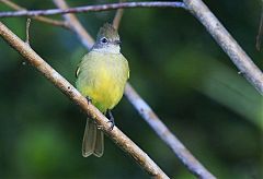 Yellow-bellied Elaenia